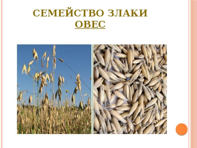 Семейство Злаки  Овес 