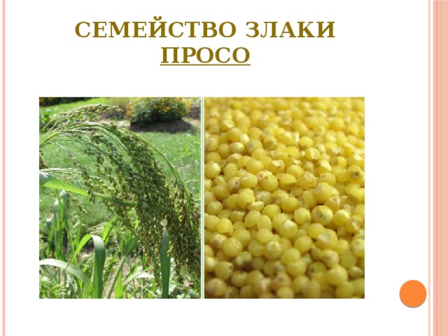 Семейство Злаки  Просо 