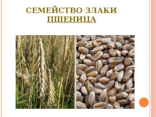 Семейство Злаки  Пшеница 
