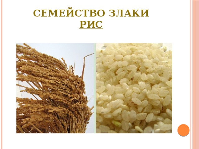 Семейство Злаки  Рис 