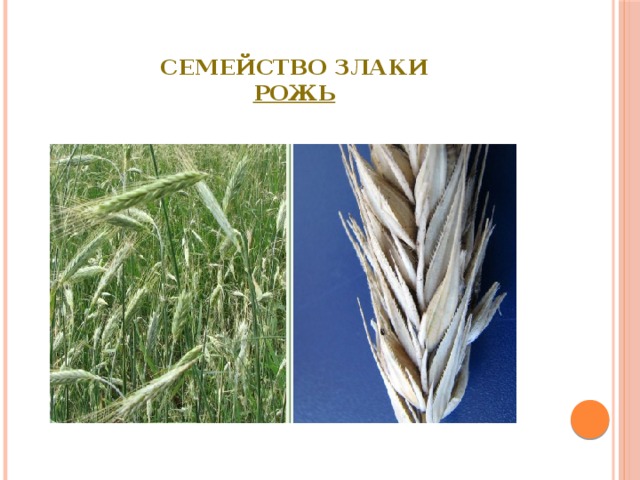 Семейство Злаки  Рожь   