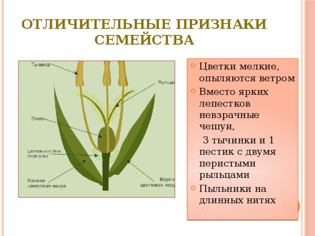 Отличительные признаки семейства Цветки мелкие, опыляются ветром Вместо ярких лепестков невзрачные чешуи,  3 тычинки и 1 пестик с двумя перистыми рыльцами Пыльники на длинных нитях 