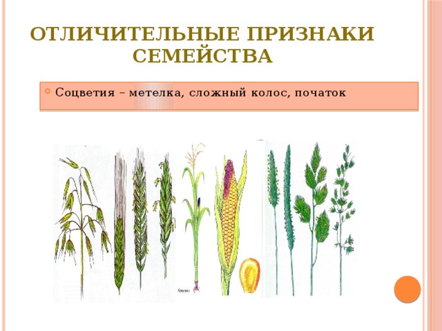 Отличительные признаки семейства Соцветия – метелка, сложный колос, початок 
