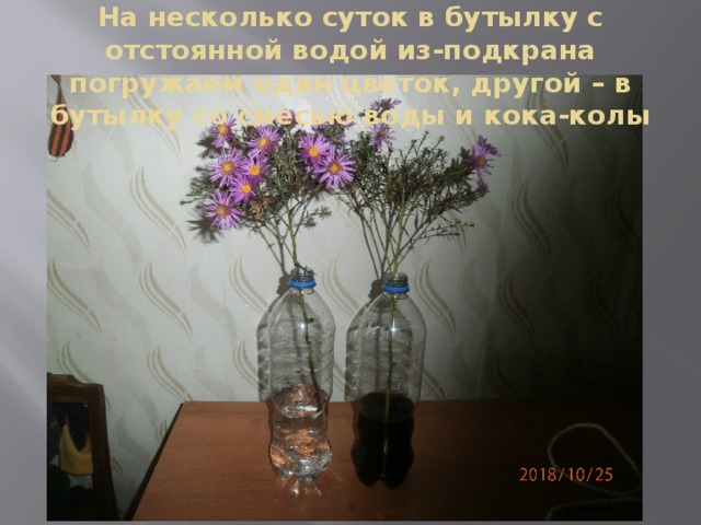 На несколько суток в бутылку с отстоянной водой из-подкрана погружаем один цветок, другой – в бутылку со смесью воды и кока-колы 