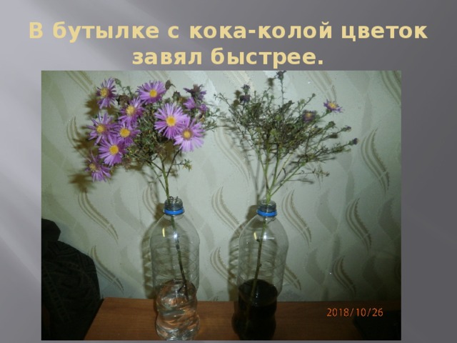 В бутылке с кока-колой цветок завял быстрее. 