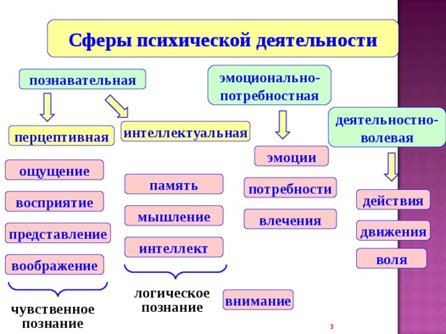 Сферы психической деятельности эмоционально-потребностная познавательная деятельностно-волевая интеллектуальная перцептивная эмоции ощущение память потребности действия восприятие мышление влечения движения представление интеллект воля воображение логическое познание внимание чувственное познание  