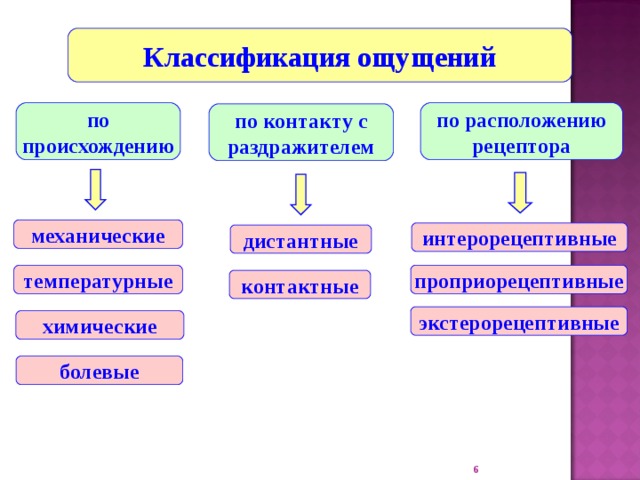 Классификация ощущений по происхождению по расположению рецептора по контакту с раздражителем механические интерорецептивные дистантные проприорецептивные температурные контактные экстерорецептивные химические болевые  