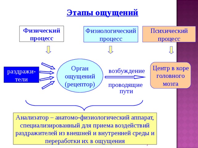 Этапы ощущений Физический процесс Психический процесс Физиологический процесс Орган ощущений (рецептор) Центр в коре головного мозга возбуждение раздражи-тели проводящие пути Анализатор – анатомо-физиологический аппарат, специализированный для приема воздействий раздражителей из внешней и внутренней среды и переработки их в ощущения   2 