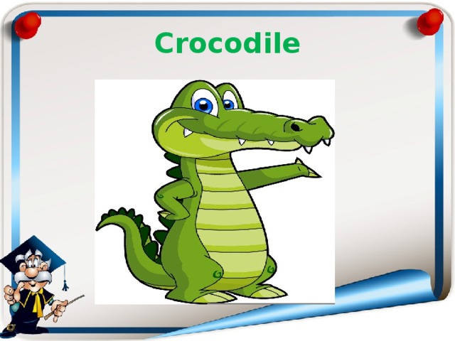 Crocodile 