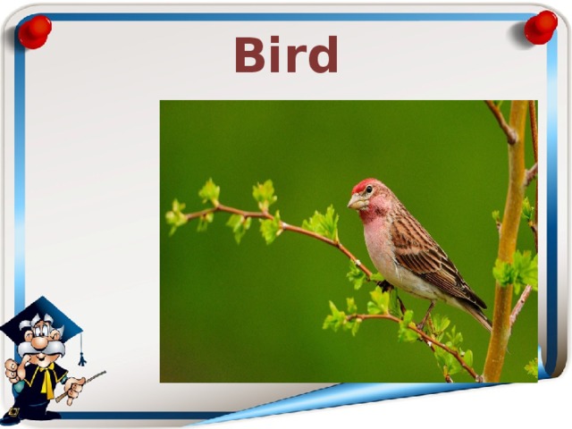 Bird 