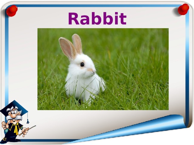 Rabbit 