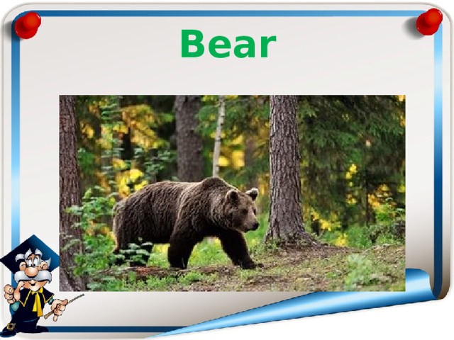 Bear 