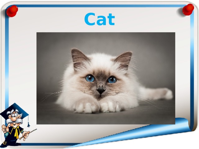 Cat 