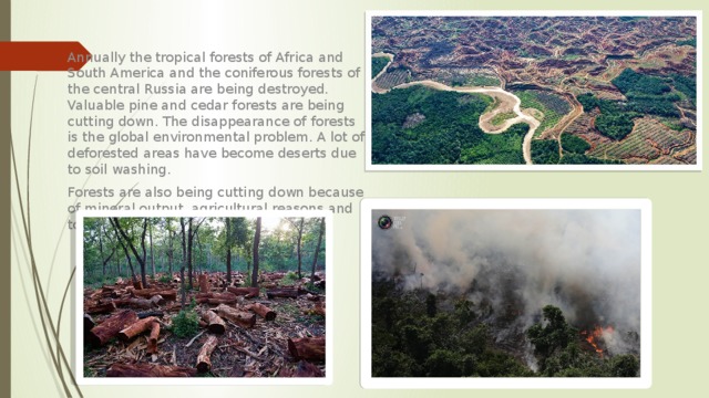 Annually the tropical forests of Africa and South America and the coniferous forests of the central Russia are being destroyed. Valuable pine and cedar forests are being cutting down. The disappearance of forests is the global environmental problem. A lot of deforested areas have become deserts due to soil washing. Forests are also being cutting down because of mineral output, agricultural reasons and to obtain wood. 