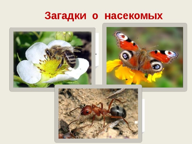 Загадки о насекомых Домовитая хозяйка Полетает над лужайкой, Похлопочет над цветком – Он поделится медком. Шевелилось у цветка Все четыре лепестка. Я сорвать его хотел, Он вспорхнул и улетел. Он из веток и из хвои Настоящий дом построит. Без пилы и без гвоздей. Кто строитель? 