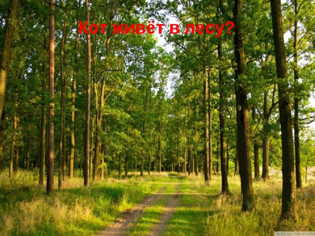 Кот живёт в лесу? 