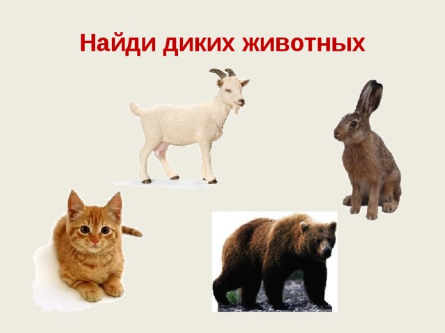 Найди диких животных 