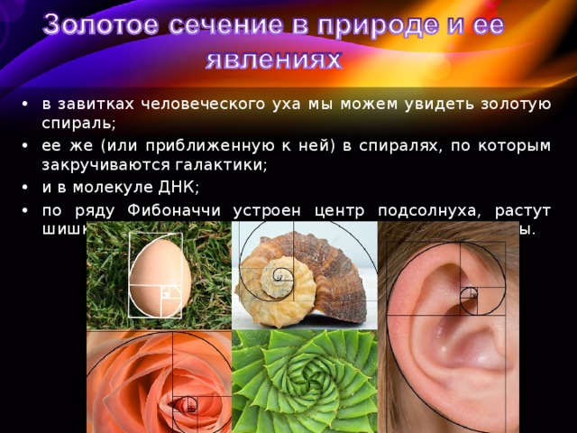 в завитках человеческого уха мы можем увидеть золотую спираль; ее же (или приближенную к ней) в спиралях, по которым закручиваются галактики; и в молекуле ДНК; по ряду Фибоначчи устроен центр подсолнуха, растут шишки, середина цветов, ананас и многие другие плоды. 