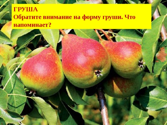 ГРУША Обратите внимание на форму груши. Что напоминает? 