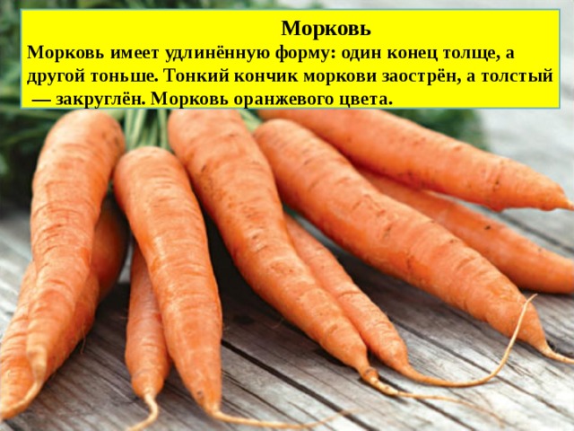  Морковь Морковь имеет удлинённую форму: один конец толще, а другой тоньше. Тонкий кончик моркови заострён, а толстый — закруглён. Морковь оранжевого цвета. 