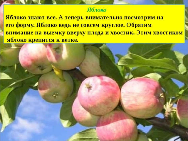  Яблоко Яблоко знают все. А теперь внимательно посмотрим на его форму. Яблоко ведь не совсем круглое. Обратим внимание на выемку вверху плода и хвостик. Этим хвостиком  яблоко крепится к ветке. 