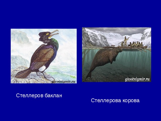 Стеллеров баклан   Стеллерова корова