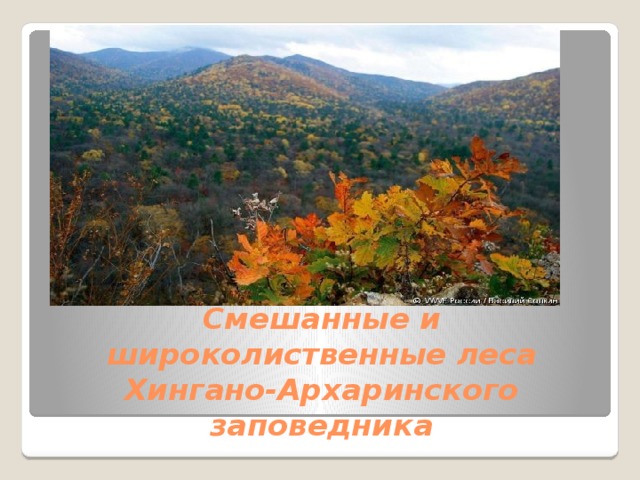 Смешанные и широколиственные леса Хингано-Архаринского заповедника 