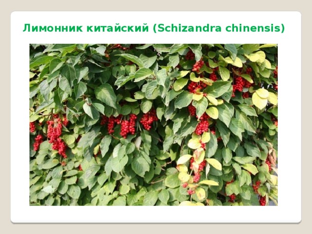 Лимонник китайский (Schizandra chinensis) 