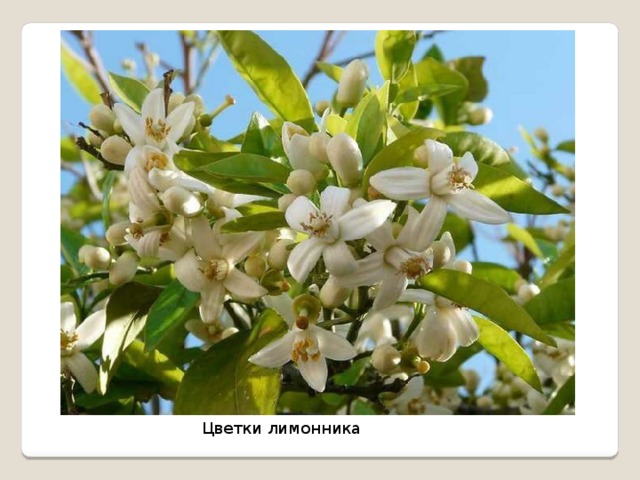 Цветки лимонника 