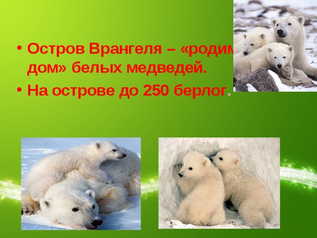 Остров Врангеля – «родимый дом» белых медведей. На острове до 250 берлог . 