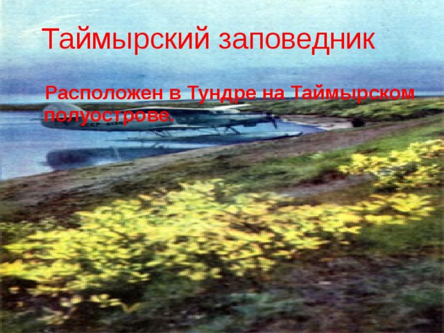 Таймырский заповедник Расположен в Тундре на Таймырском полуострове. 