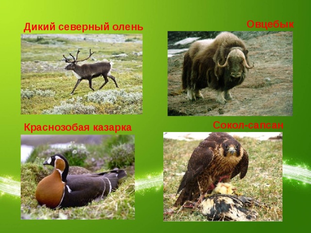Овцебык Дикий северный олень Сокол-сапсан Краснозобая казарка 