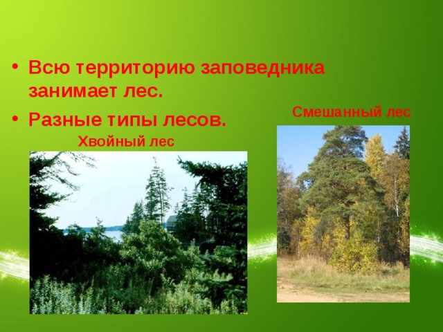 Всю территорию заповедника занимает лес. Разные типы лесов. Смешанный лес Хвойный лес 