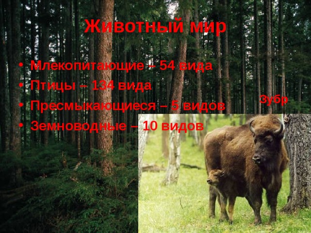Животный мир Млекопитающие – 54 вида Птицы – 134 вида Пресмыкающиеся – 5 видов Земноводные – 10 видов Зубр 