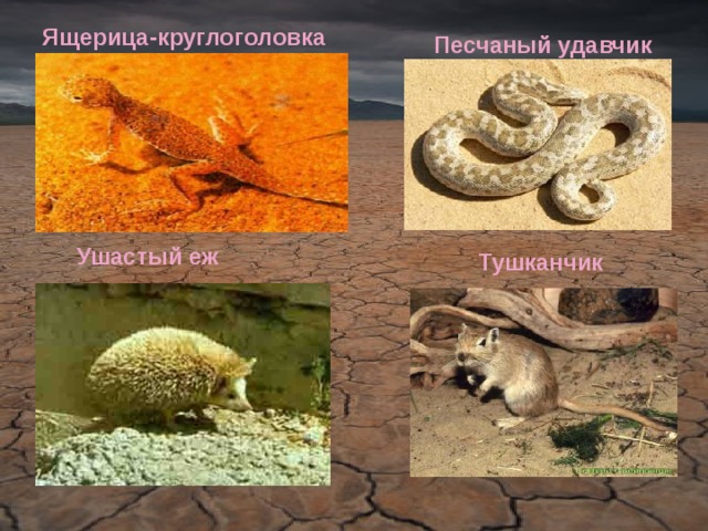 Ящерица-круглоголовка Песчаный удавчик Ушастый еж Тушканчик 