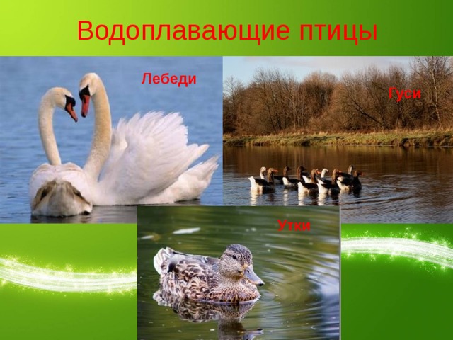 Водоплавающие птицы Лебеди Гуси Утки 
