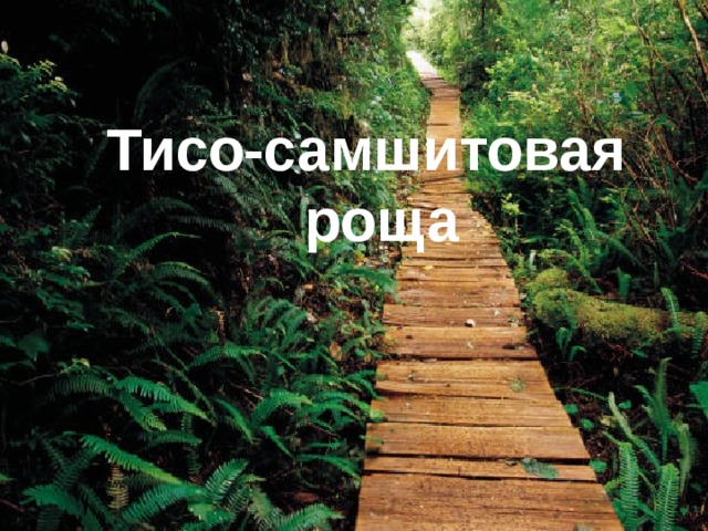  Тисо-самшитовая  роща 