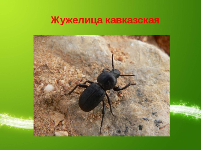 Жужелица кавказская 
