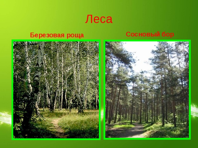 Леса Сосновый бор Березовая роща 