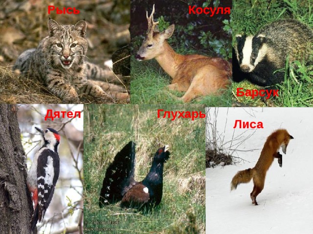 Косуля Рысь Барсук Глухарь Дятел Лиса 