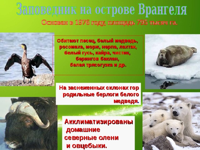 Обитают песец, белый медведь, росомаха, морж, нерпа, лахтак, белый гусь, кайра, чистик, берингов баклан, белая трясогузка и др.  На заснеженных склонах гор родильные берлоги белого медведя . Акклиматизированы  домашние северные олени  и овцебыки. 