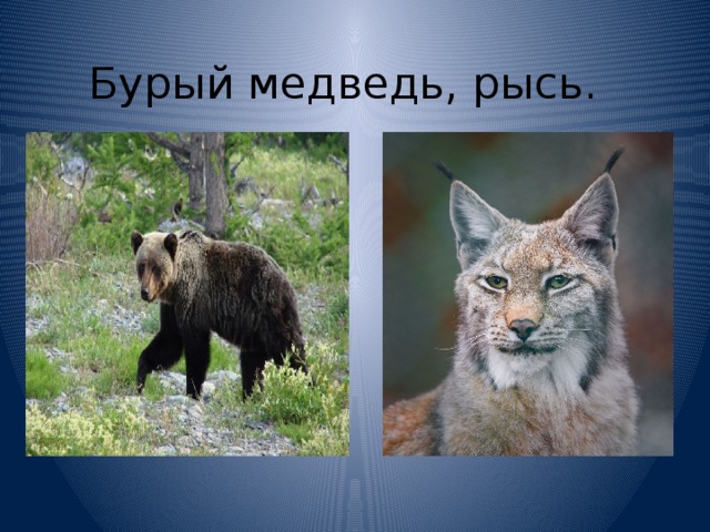 Бурый медведь, рысь. 