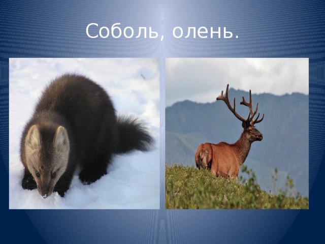 Соболь, олень. 