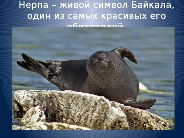 Нерпа – живой символ Байкала, один из самых красивых его обитателей. 
