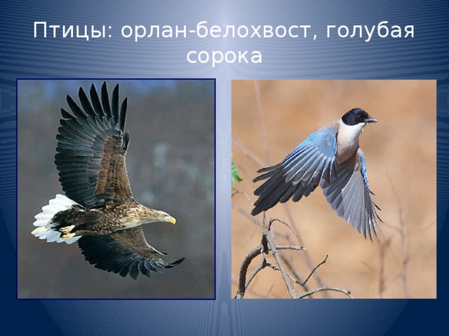 Птицы: орлан-белохвост, голубая сорока 