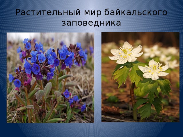 Растительный мир байкальского заповедника 