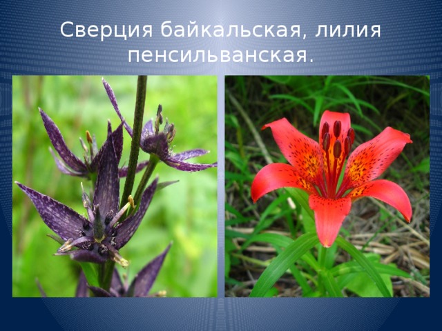 Сверция байкальская, лилия пенсильванская. 