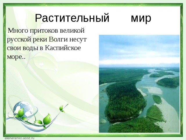 Растительный  мир  Много притоков великой русской реки Волги несут свои воды в Каспийское море..  