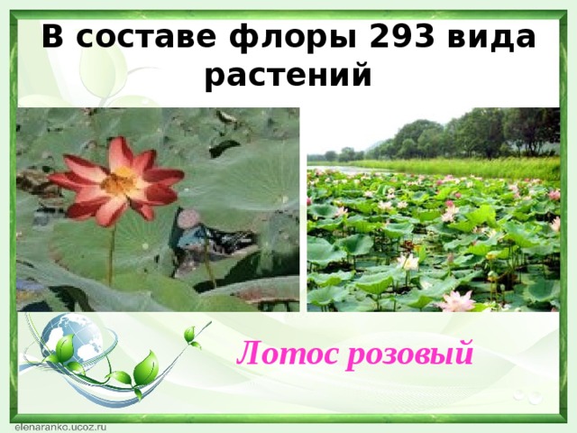 В составе флоры 293 вида растений Лотос розовый 