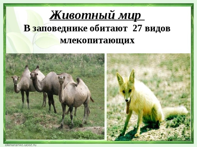 Животный мир  В заповеднике обитают 27 видов млекопитающих 